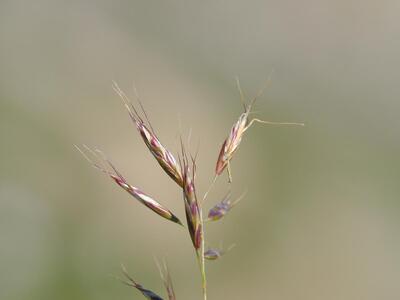 helictotrichon sempervirens detail