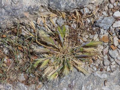 hordeum murinum ssp leporinum