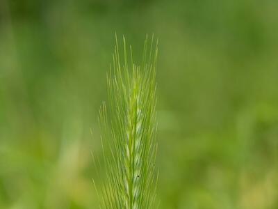 hordeum murinum ssp murinum