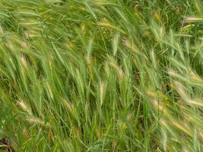 hordeum murinum ssp murinum habitus