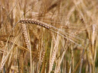 hordeum vulgare subsp distichon