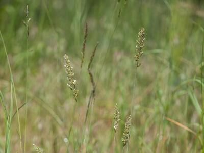 koeleria glauca