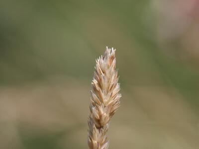 koeleria vallesiana detail