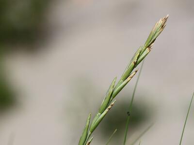 leymotrigia x stricta