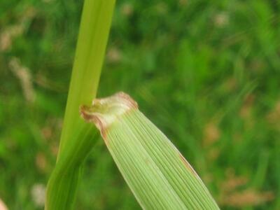 lolium multiflorum blatt