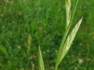 lolium multiflorum detail