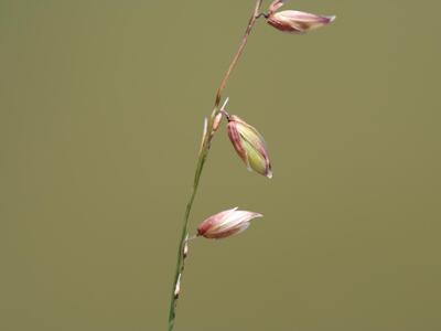 melica nutans detail