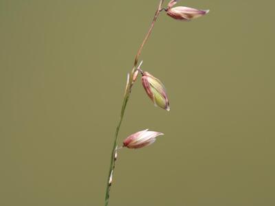 melica nutans detail