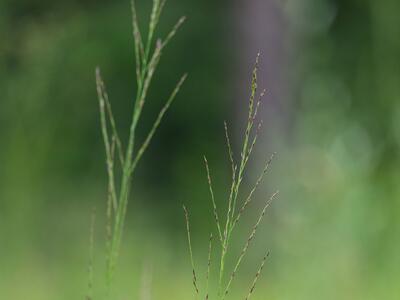 molinia arundinacea