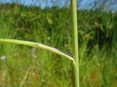 molinia caerulea blatt