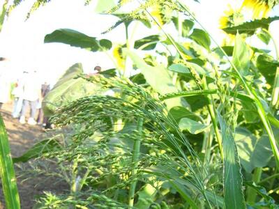 panicum miliaceum