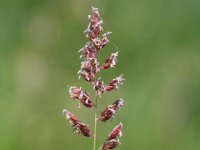 phalaris arundinacea