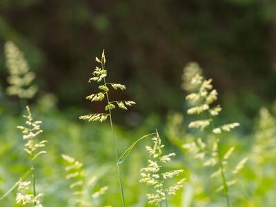 phalaris arundinacea habitus