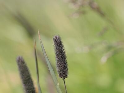 phleum alpinum