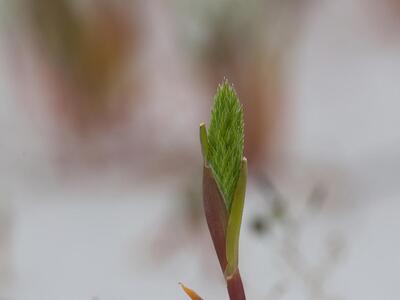 phleum arenarium