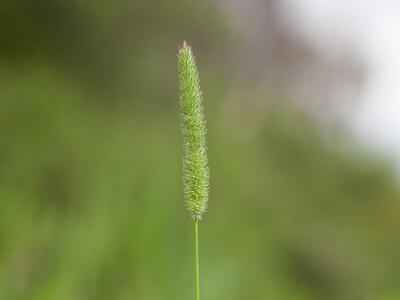 phleum bulbosum