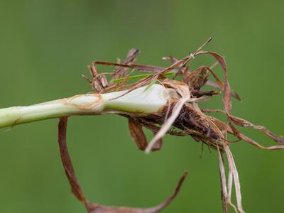 phleum bulbosum detail