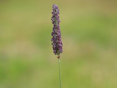 phleum hirsutum