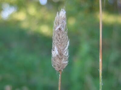 phleum nodosum