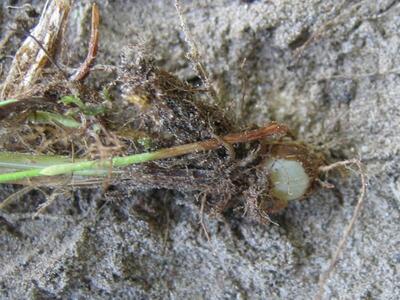 phleum nodosum knolle