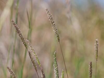 phleum phleoides