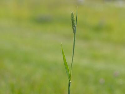 phleum pratense