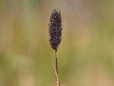 phleum rhaeticum