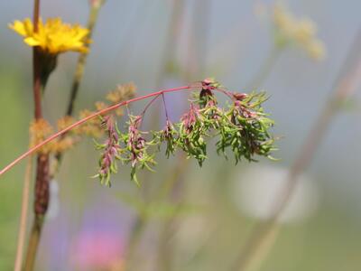 poa alpina