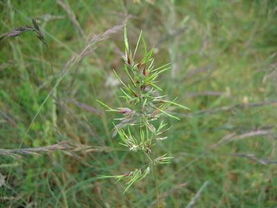 poa bulbosa