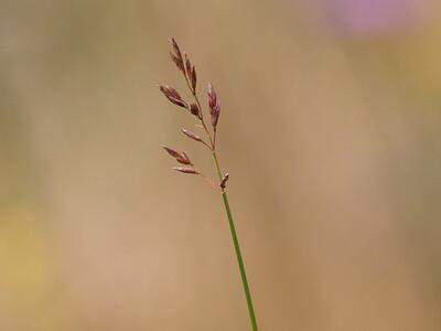 poa compressa