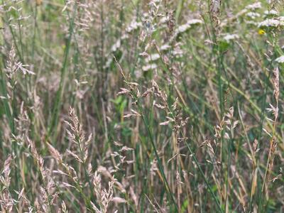 poa compressa habitus