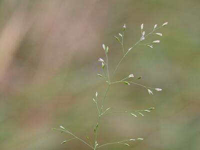 poa palustris