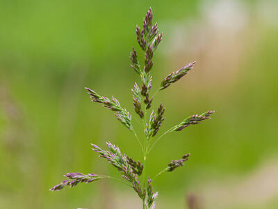 poa pratensis