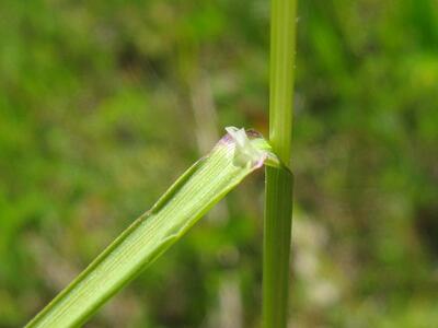 poa pratensis blatt