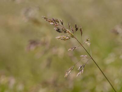 poa pratensis detail