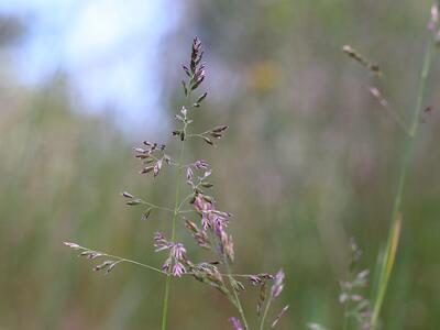 poa pratensis ssp irrigata