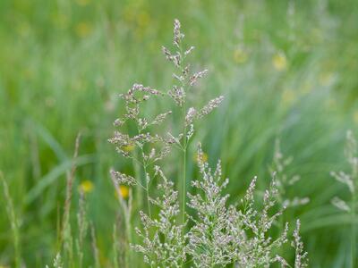 poa trivialis