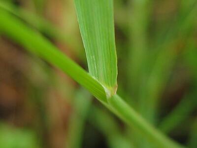 puccinellia distans blatt