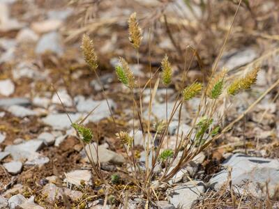 rostraria cristata