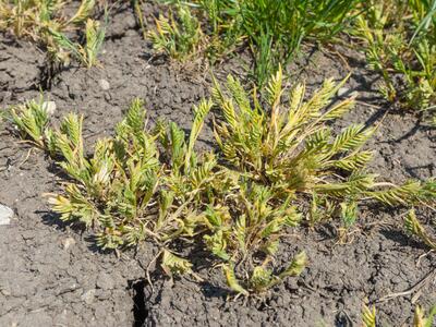 sclerochloa dura