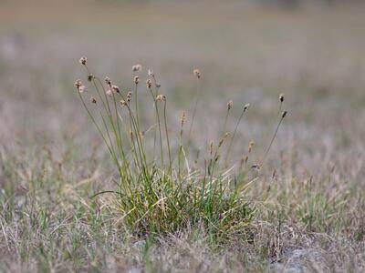 sesleria caerulea