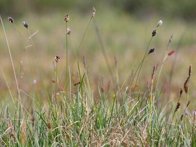 sesleria uliginosa