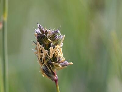 sesleria uliginosa detail