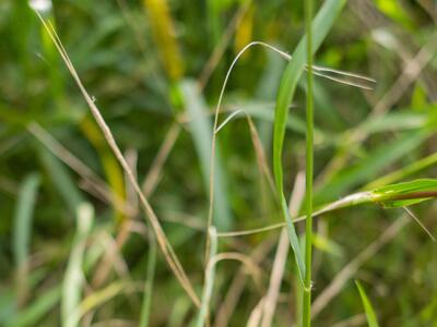 setaria helvola blatt