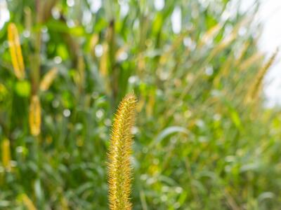 setaria helvola detail