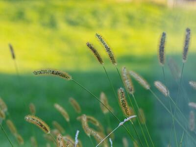 setaria pumila