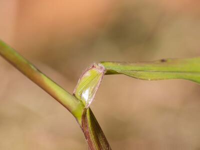 setaria verticillata blatt