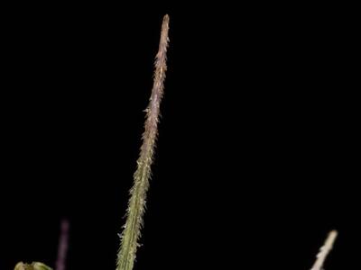 setaria verticillata granne