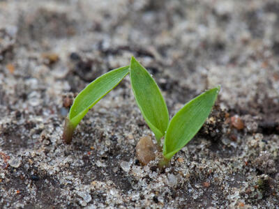 setaria viridis keimling