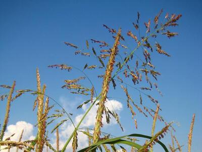 sorghum halapense